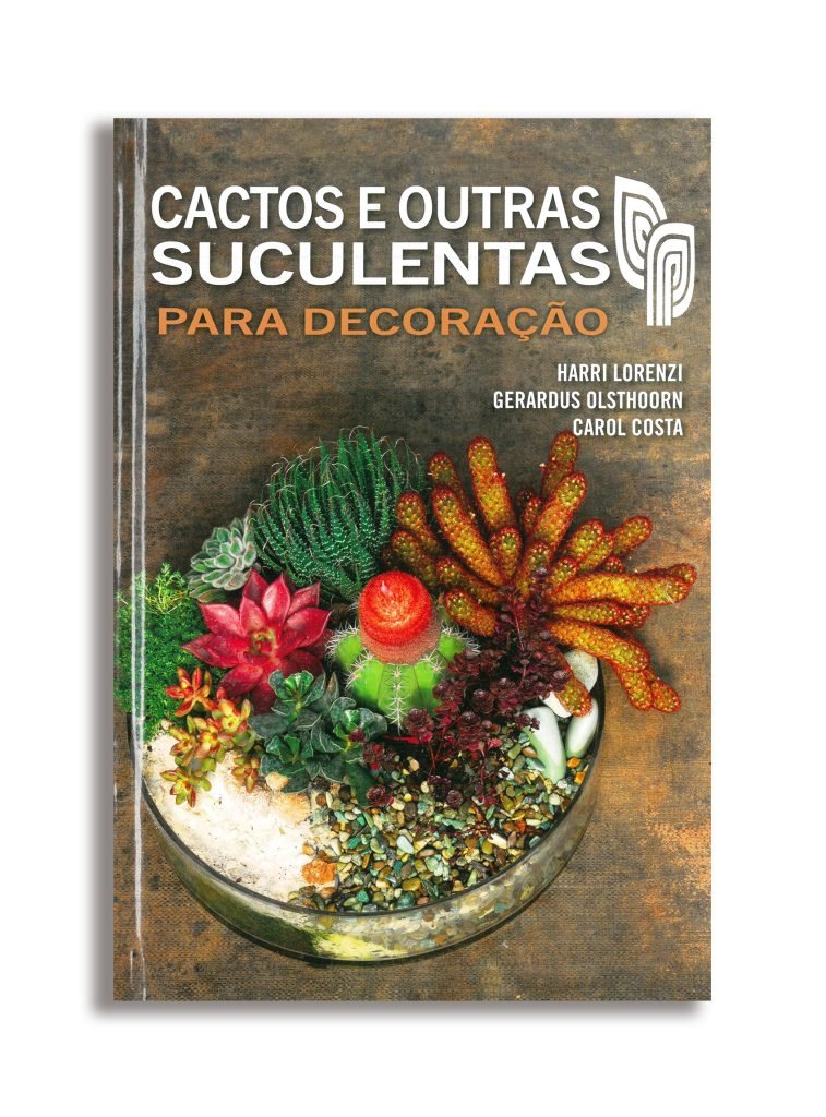 Cactos e outras suculentas para decoração