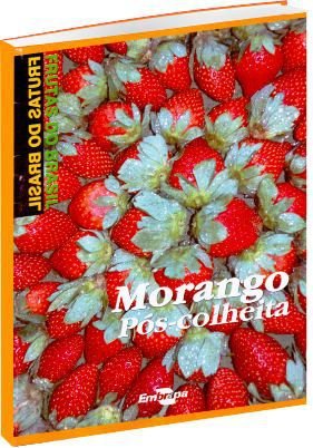 Morango pós-colheita - Frutas do Brasil